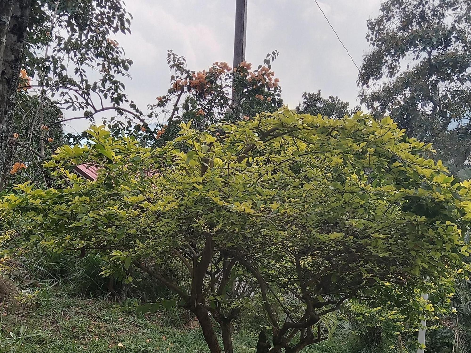 Sudumal Cottage เอลลา ห้อง รูปภาพ